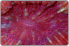 Multi-Ultra Color Single Head! Fiji Collected.